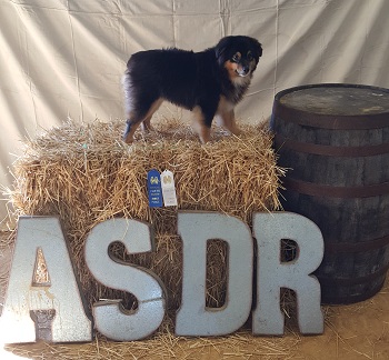 Gunner placing 1sy & 3rd in Kentucky