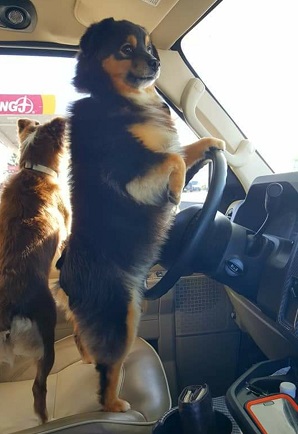 Gunner driving RV to dog show in Indiana