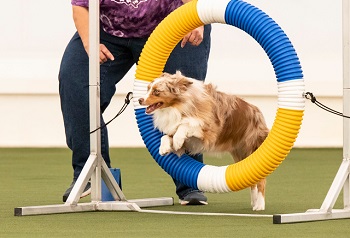 Pistol jumping te hoop agility.  He loves competing and makng me happy.
