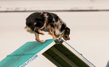 Nelli going over A frame in agility