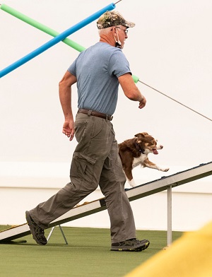 Remi going on the dog walk during competition