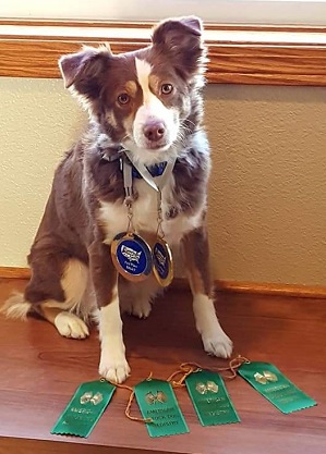 Remi's winnings for agility in MO