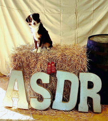 Tikka competing in Kentucky and placing 2nd under both judges.