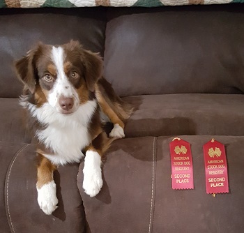 Tikka relaxing on the couch after home from her Kentucky show and earning 2nds under both shows.