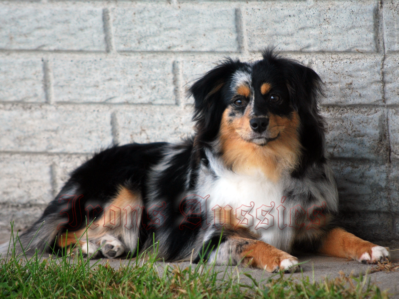 Nelli she is absolutely beautiful, loving, and sweet.