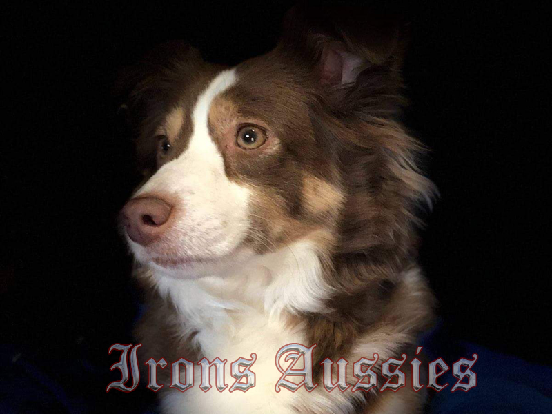 Remi is a red tri Toy Aussie female.