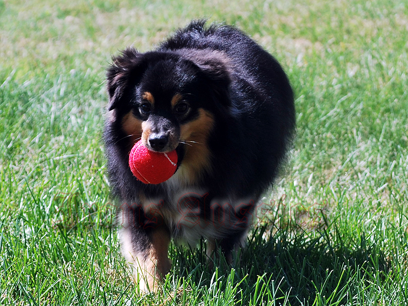 Midwest Black Irons Gunner is a beautiful black tri male Toy Australian Shepherd.