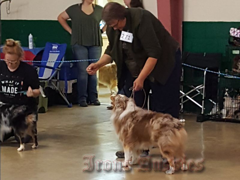 Pistol has been doing very well showing.