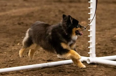 Gunner Agility in Missouri